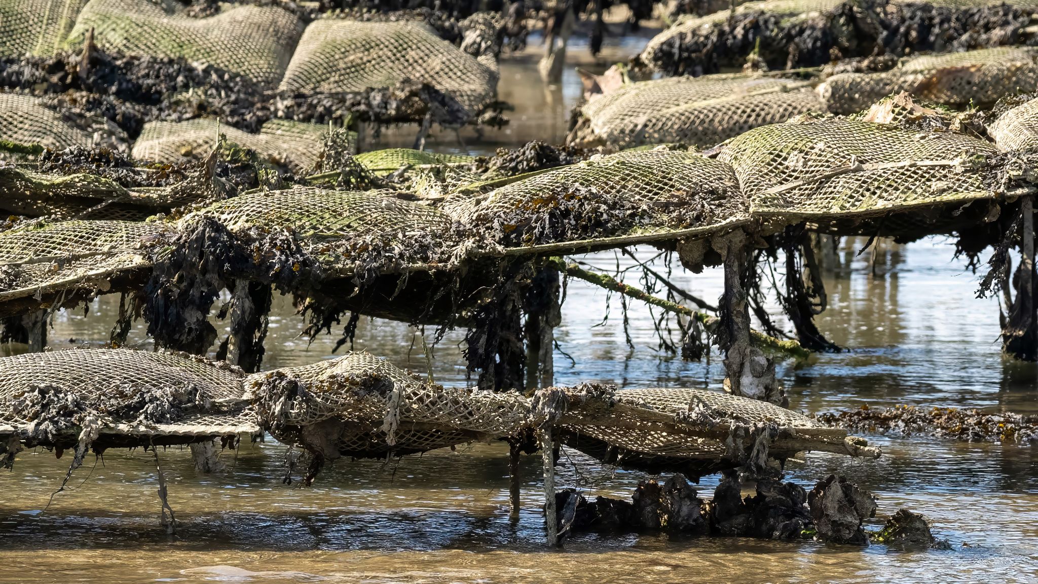 20250923 142622 Carnac   Ancien four à goémon, Chemin de Kerivor, Saint Colomban